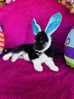 Rowdy, a male Siberian Husky for sale in Ardmore, OK – Photo 8 of 10