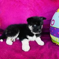 Rowdy, a male Siberian Husky for sale in Ardmore, OK – Photo 7 of 10