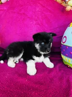 Rowdy, a male Siberian Husky for sale in Ardmore, OK – Photo 7 of 10