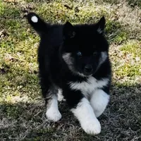 Rowdy, a male Siberian Husky for sale in Ardmore, OK – Photo 3 of 10