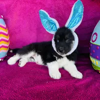 Rowdy, a male Siberian Husky for sale in Ardmore, OK – Photo 6 of 10