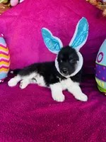 Rowdy, a male Siberian Husky for sale in Ardmore, OK – Photo 6 of 10