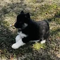 Rowdy, a male Siberian Husky for sale in Ardmore, OK – Photo 2 of 10