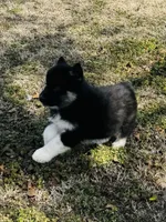 Rowdy, a male Siberian Husky for sale in Ardmore, OK – Photo 2 of 10