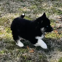 Rowdy, a male Siberian Husky for sale in Ardmore, OK – Photo 5 of 10