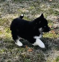 Rowdy, a male Siberian Husky for sale in Ardmore, OK – Photo 5 of 10
