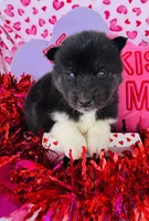 processed/3f5d368d-a225-48b2-9bac-dc5bdb091ceb/listing/e6d186f7-8997-4ddc-8ea2-4a639f624da1/7154769e-27e4-43fb-8175-76caf157ad34