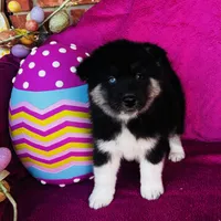 Rowdy, a male Siberian Husky for sale in Ardmore, OK – Photo 1 of 10