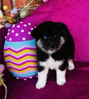 Rowdy, a male Siberian Husky for sale in Ardmore, OK – Photo 1 of 10