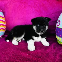 Rowdy, a male Siberian Husky for sale in Ardmore, OK – Photo 9 of 10