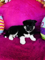 Rowdy, a male Siberian Husky for sale in Ardmore, OK – Photo 9 of 10