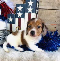 Jim Beam (Longhair), a male Miniature Dachshund for sale in Ardmore, OK – 2 of 10