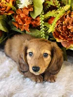 Boston (Longhair), a male Miniature Dachshund for sale in Ardmore, OK – 3 of 10