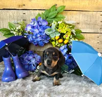 Ninja , a female Miniature Dachshund for sale in Ardmore, OK – 3 of 10