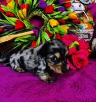 Vanessa, a female Miniature Dachshund for sale in Ardmore, OK – Photo 7 of 10
