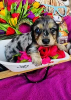 Vanessa, a female Miniature Dachshund for sale in Ardmore, OK – Photo 6 of 10