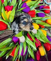 Vanessa, a female Miniature Dachshund for sale in Ardmore, OK – Photo 8 of 10