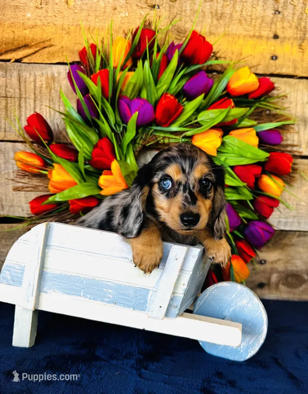 Vanessa – Miniature Dachshund puppy for sale in Ardmore, OK