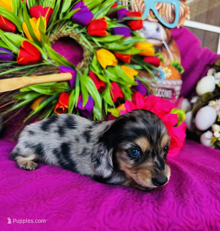 Vanessa – Miniature Dachshund puppy for sale in Ardmore, OK