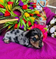Vanessa, a female Miniature Dachshund for sale in Ardmore, OK – Photo 3 of 10