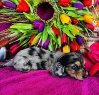 Vanessa, a female Miniature Dachshund for sale in Ardmore, OK – Photo 10 of 10
