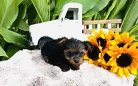 Madeleine , a female Yorkshire Terrier for sale in Ardmore, OK – 10 of 10