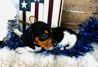 Brandy, a female Miniature Dachshund for sale in Ardmore, OK – 5 of 10