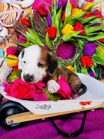 Rimmie, a male Miniature Dachshund for sale in Ardmore, OK – Photo 2 of 10