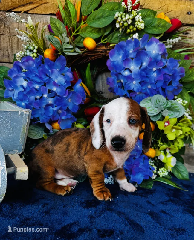 Rimmie – Miniature Dachshund puppy for sale in Ardmore, OK