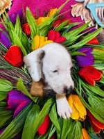 Rimmie, a male Miniature Dachshund for sale in Ardmore, OK – Photo 8 of 10