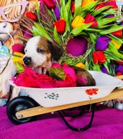 Rimmie, a male Miniature Dachshund for sale in Ardmore, OK – Photo 3 of 10