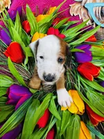 Rimmie, a male Miniature Dachshund for sale in Ardmore, OK – Photo 7 of 10