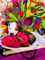 Rimmie, a male Miniature Dachshund for sale in Ardmore, OK – Photo 9 of 10