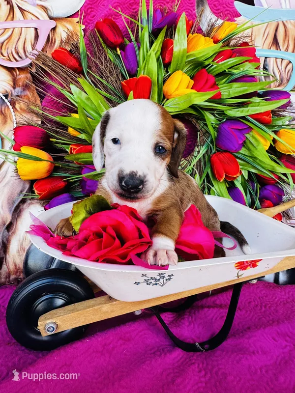 Rimmie – Miniature Dachshund puppy for sale in Ardmore, OK