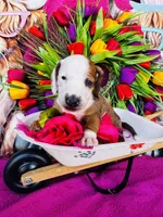 Rimmie, a male Miniature Dachshund for sale in Ardmore, OK – Photo 1 of 10