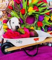 Rimmie, a male Miniature Dachshund for sale in Ardmore, OK – Photo 4 of 10