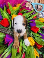 Rimmie, a male Miniature Dachshund for sale in Ardmore, OK – Photo 10 of 10