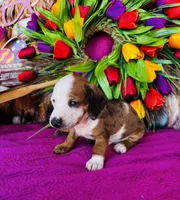 Rimmie, a male Miniature Dachshund for sale in Ardmore, OK – Photo 5 of 10