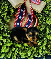 Gigi , a female Yorkshire Terrier for sale in Ardmore, OK – 10 of 10