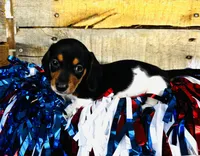 Brandy, a female Miniature Dachshund for sale in Ardmore, OK – 7 of 10