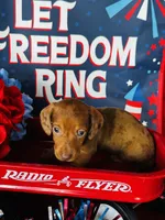 Marilyn Monroe, a male Miniature Dachshund for sale in Ardmore, OK – 6 of 6