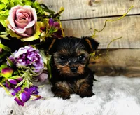 Madeleine , a female Yorkshire Terrier for sale in Ardmore, OK – 9 of 10