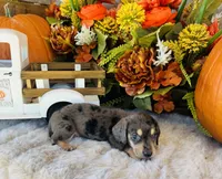 Jax (Longhair), a male Miniature Dachshund for sale in Ardmore, OK – 8 of 10