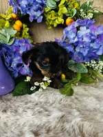 Cami, a female Yorkshire Terrier for sale in Ardmore, OK – 6 of 10