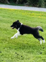 Sasha, a female Siberian Husky for sale in Ardmore, OK – 8 of 10