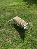 Turbo, a male Siberian Husky for sale in Ardmore, OK – 10 of 10