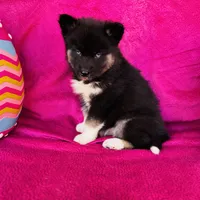 Serenity , a female Siberian Husky for sale in Ardmore, OK – Photo 7 of 10