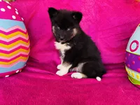 Serenity , a female Siberian Husky for sale in Ardmore, OK – Photo 7 of 10