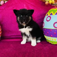 Serenity , a female Siberian Husky for sale in Ardmore, OK – Photo 5 of 10