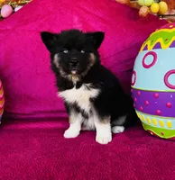 Serenity , a female Siberian Husky for sale in Ardmore, OK – Photo 5 of 10